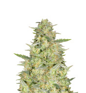 Bubblegum Haze Feminized