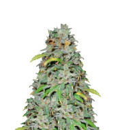 Bubblegum Sherbet Feminized