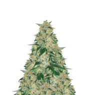 Cake Batter Feminized