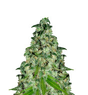 Cake Bomb Fast Version