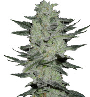 California Dream Feminized