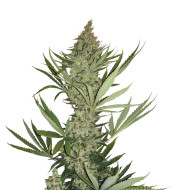 California Orange Regular