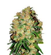 Candy Kush Fast Version