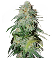Candy Kush Feminized