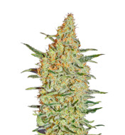 Cannatonic Feminized