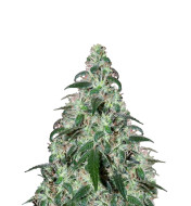 Cement Shoes Feminized