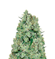 Cement Shoes Regular