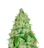 Chemdog Fast Version