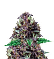 Cherry AK Autoflower