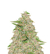 Cherry AK Fast Version