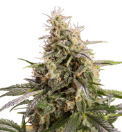 Cherry AK Feminized