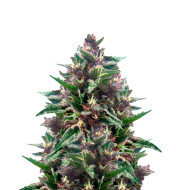 Cherry Pie Autoflower