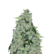 Chiquita Banana Feminized