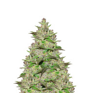 Chocolate Kush Feminized