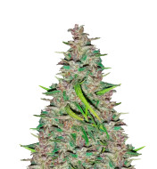 Chocolate Mint OG Feminized