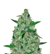 Chocolate Mint Regular