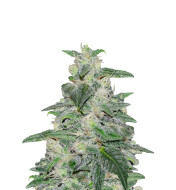 Chocolate Thai Autoflower