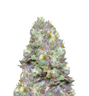 Chocolate Thai Feminized