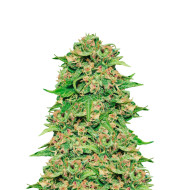 Chocolope Autoflower