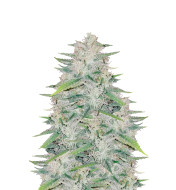 Chocolope Fast Version