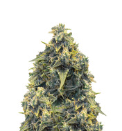 Chocolope Feminized
