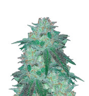 Chocolope Kush Regular