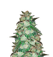 Cinderella 99 Autoflower