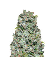 Cinderella 99 Fast Version