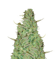 Cinderella 99 Feminized