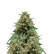 Cinderella Jack Autoflower