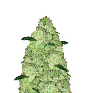 Clementine Feminized