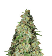 Colombian Gold Autoflower