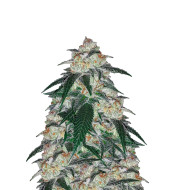 Colombian Gold Feminized