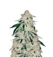 Colombian Gold Regular