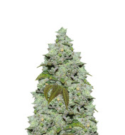 Cookies & Cream Autoflower