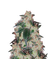 Cookies F1 Autoflower