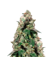 Critical F1 Feminized