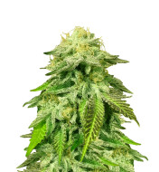 Critical Fast Version