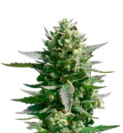 Critical Jack Autoflower