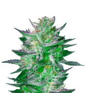 Critical Jack Feminized