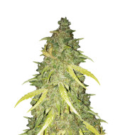 Critical Kush Autoflower