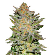 Critical Mass Autoflower