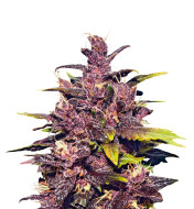 Critical Mass Feminized