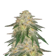 Critical Purple Autoflower