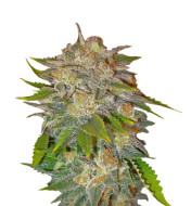 Critical Purple Kush Feminized
