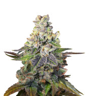 Critical Purple Regular