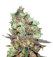 Critical Widow Feminized