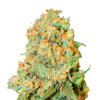 Diesel Feminized