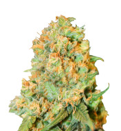 Diesel Feminized