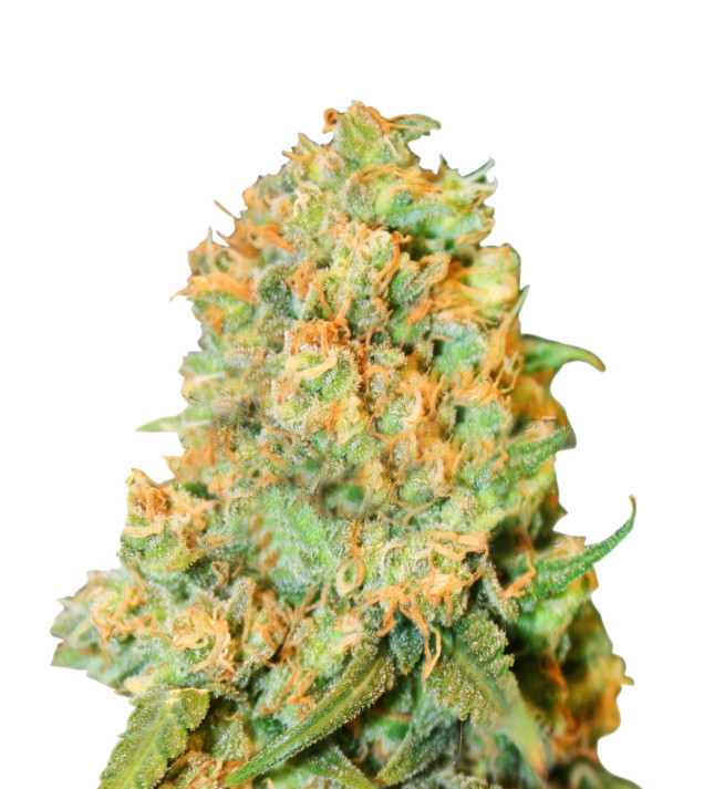 Diesel Feminized